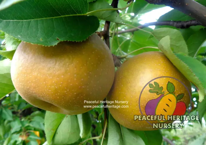 Olympic Asian Pear (Korean Giant)