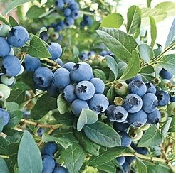 O'Neal Southern Blueberry  NEW!!!
