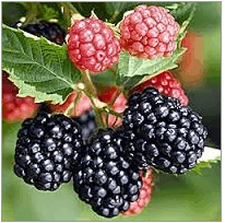Ouachita Blackberry - Bundles