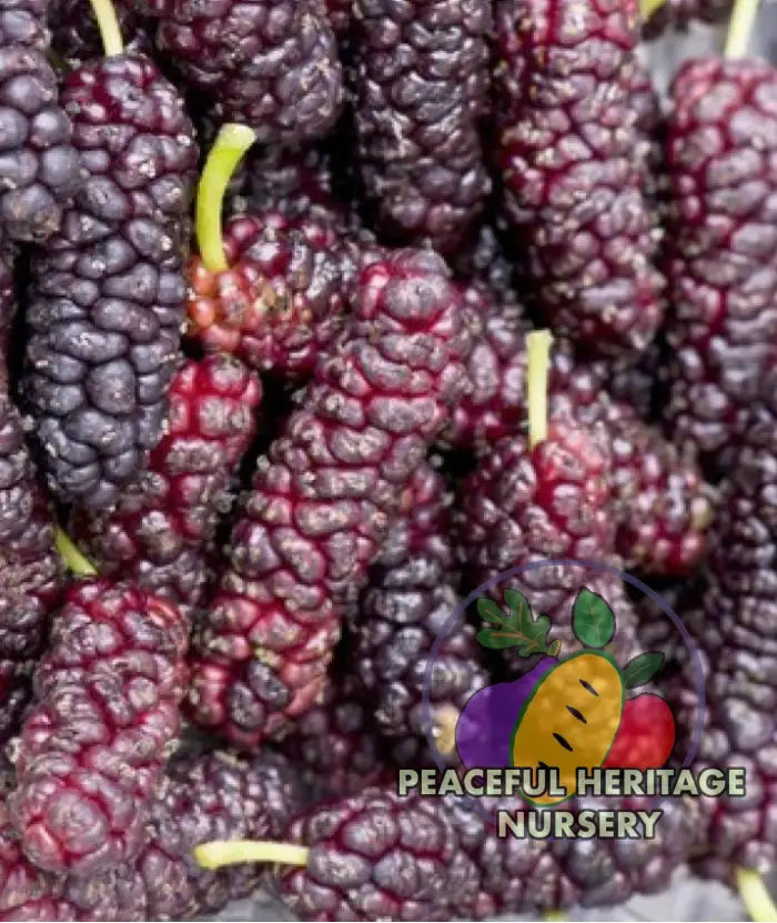 Pakistan Mulberry Tree | Naturally Grown