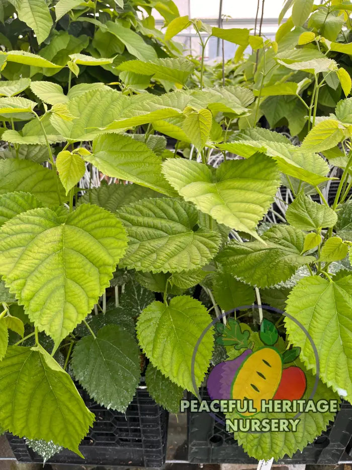 Pakistan Mulberry Tree | Naturally Grown - Mulberry Trees For Sale