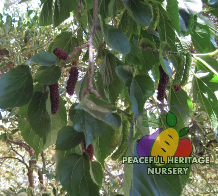 Mature mulberry fruits hanging from a tree with green leaves.
