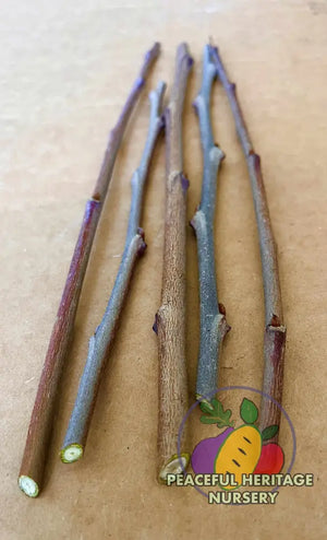 Pawpaw Scion Wood | Naturally Grown