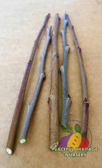 Pawpaw Scion Wood | Naturally Grown