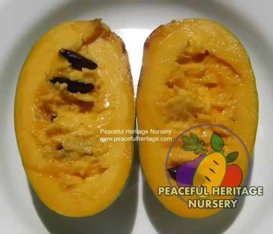 Pennsylvania Golden #3 Pawpaw Tree - NATURALLY GROWN SUPREME GRADE 3’ + Pawpaw Trees For Sale