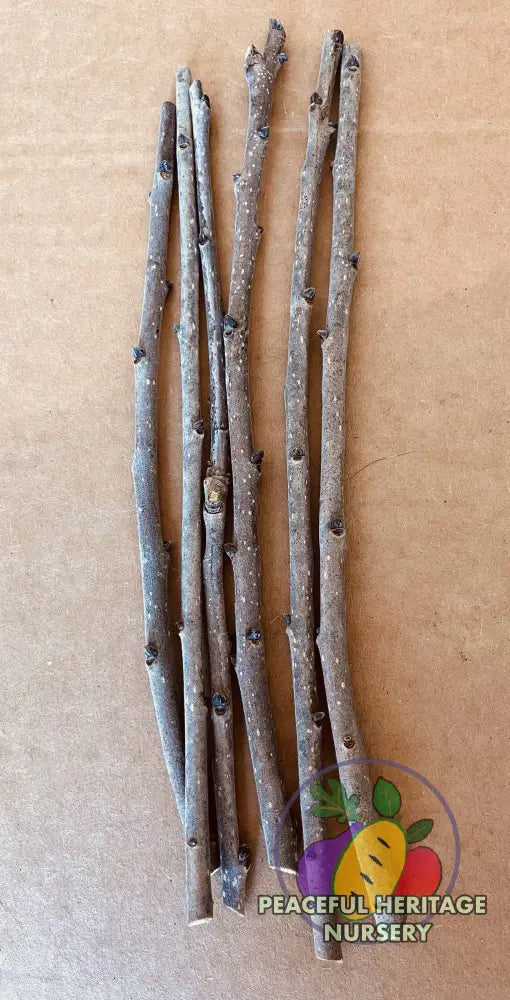 Persimmon Scion Wood | Naturally Grown ORGANIC