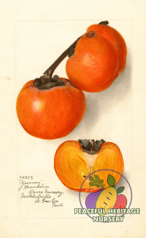 Persimmon Scion Wood | Naturally Grown Prok 2 Sticks ORGANIC