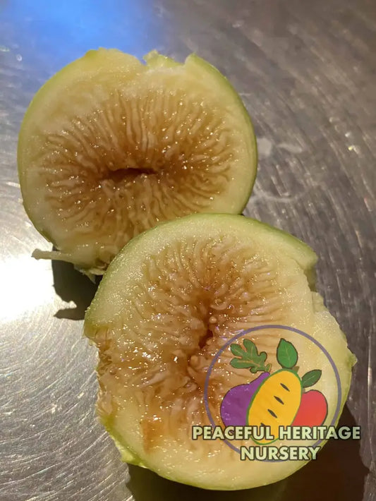 Peter’s Honey Fig - Naturally Grown MEDIUM 1-2’ ORGANIC