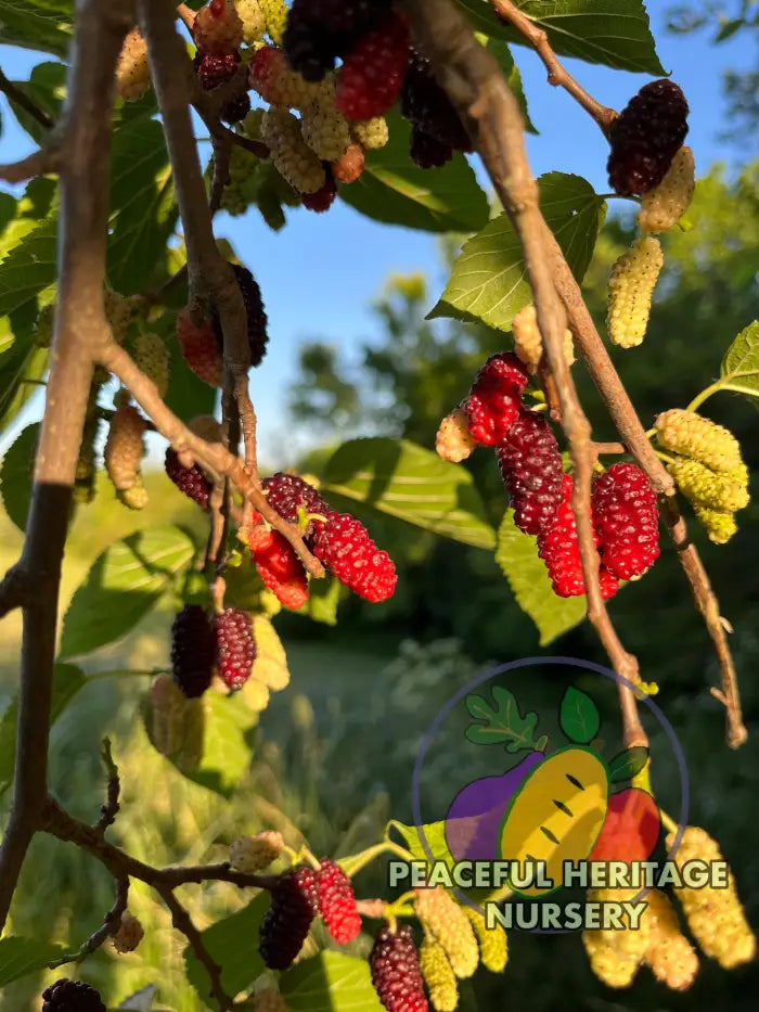 PHN Jubilee Everbearing Mulberry Tree - Mulberry Trees For Sale
