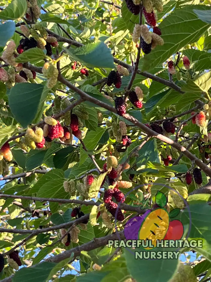 PHN Jubilee Everbearing Mulberry Tree - Mulberry Trees For Sale