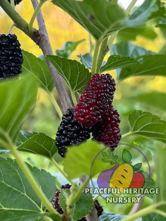 PHN Jubilee Everbearing Mulberry Tree - Mulberry Trees For Sale