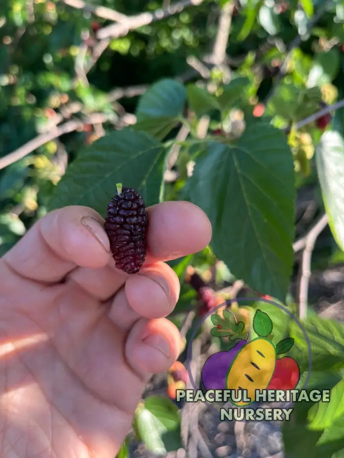 PHN Jubilee Everbearing Mulberry Tree - Mulberry Trees For Sale
