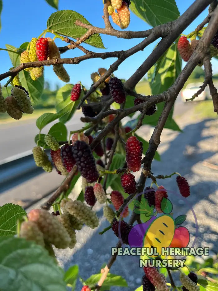 PHN Jubilee Everbearing Mulberry Tree - Mulberry Trees For Sale