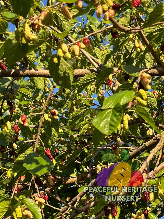 PHN Jubilee Everbearing Mulberry Tree - Mulberry Trees For Sale