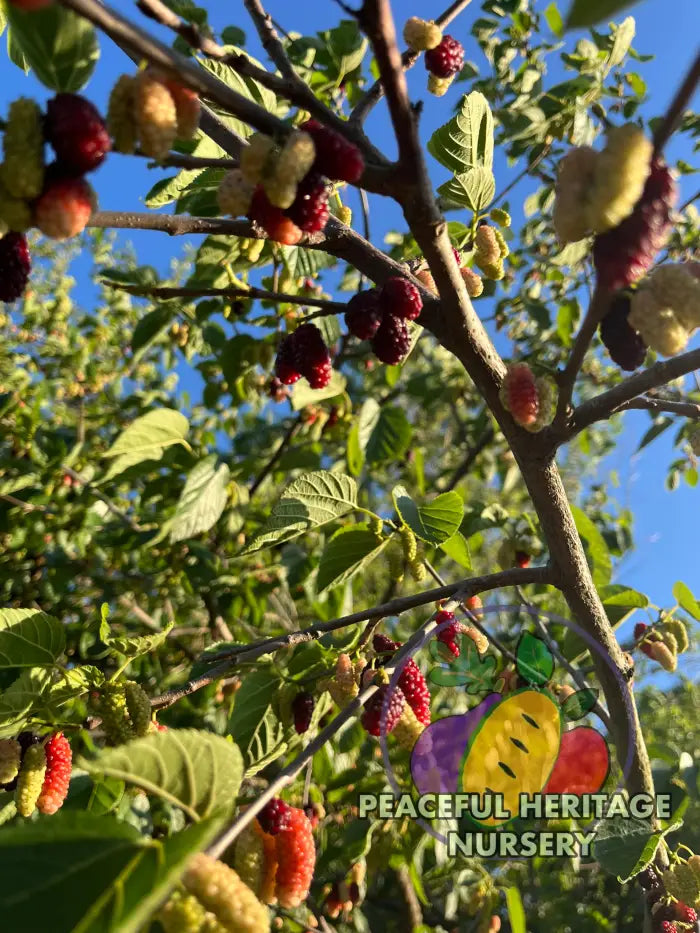 PHN Jubilee Everbearing Mulberry Tree - Mulberry Trees For Sale