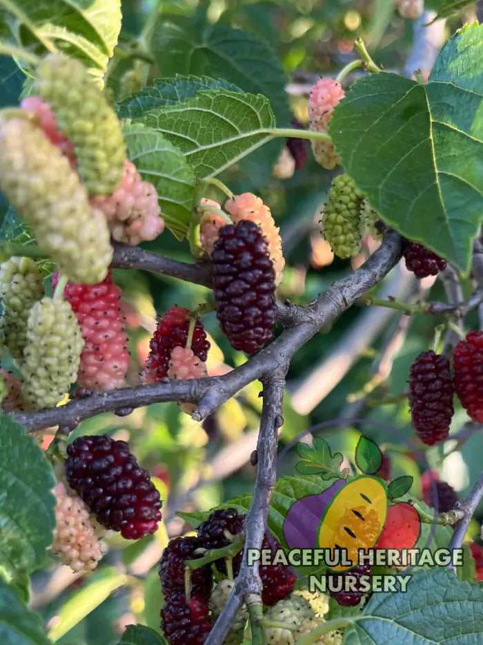 PHN Jubilee Everbearing Mulberry Tree