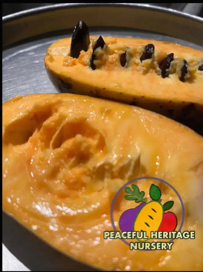 PHN Seraphim Pawpaw Tree (R8) - Pawpaw Trees For Sale