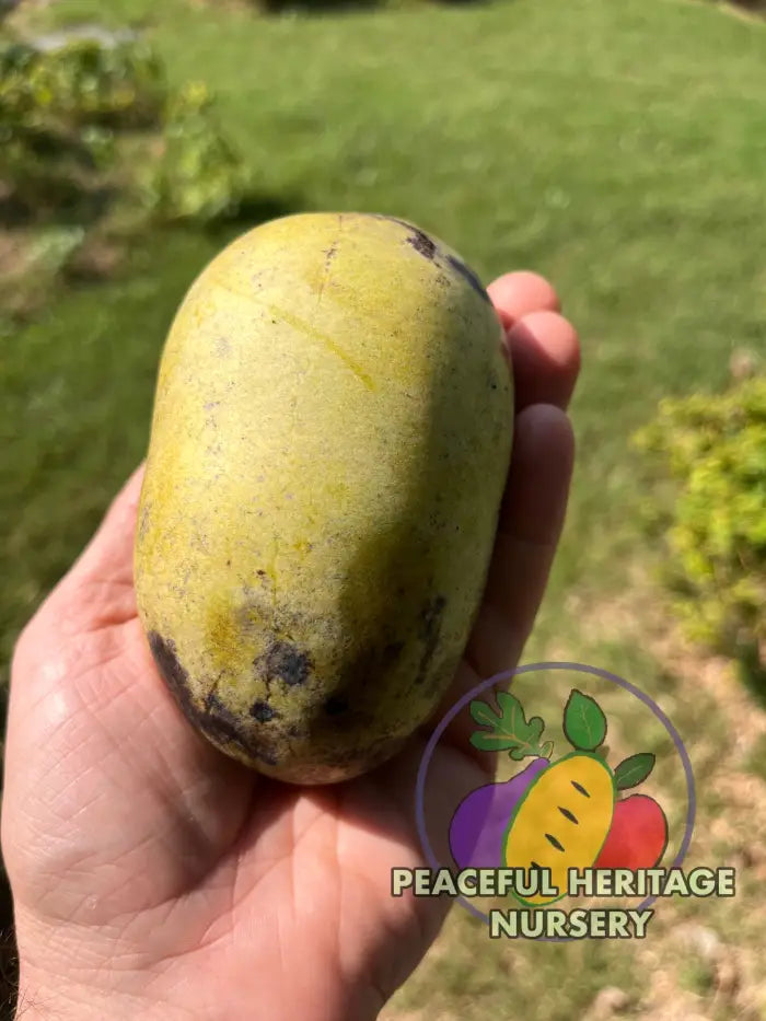 PHN Seraphim Pawpaw Tree (R8) - Pawpaw Trees For Sale