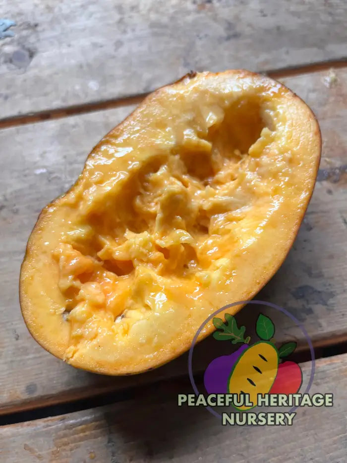 PHN Seraphim Pawpaw Tree (R8) - Pawpaw Trees For Sale