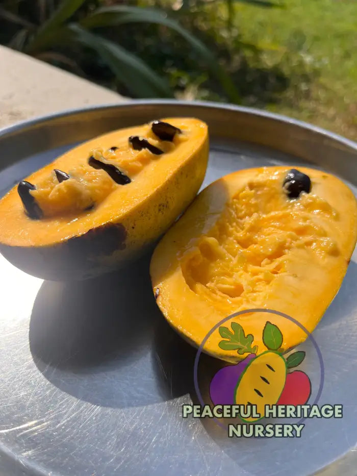 PHN Seraphim Pawpaw Tree (R8) - Pawpaw Trees For Sale