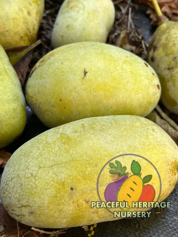 PHN Seraphim Pawpaw Tree (R8) - Pawpaw Trees For Sale