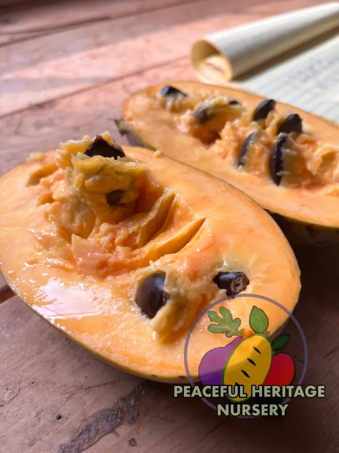 PHN Seraphim Pawpaw Tree (R8) - Pawpaw Trees For Sale