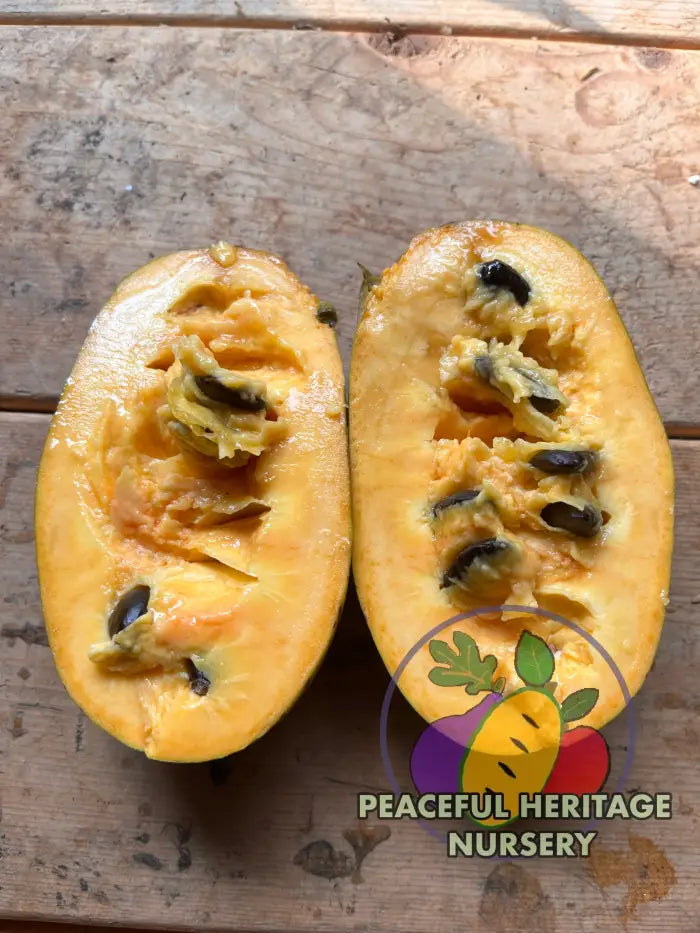 PHN Seraphim Pawpaw Tree (R8) - Pawpaw Trees For Sale