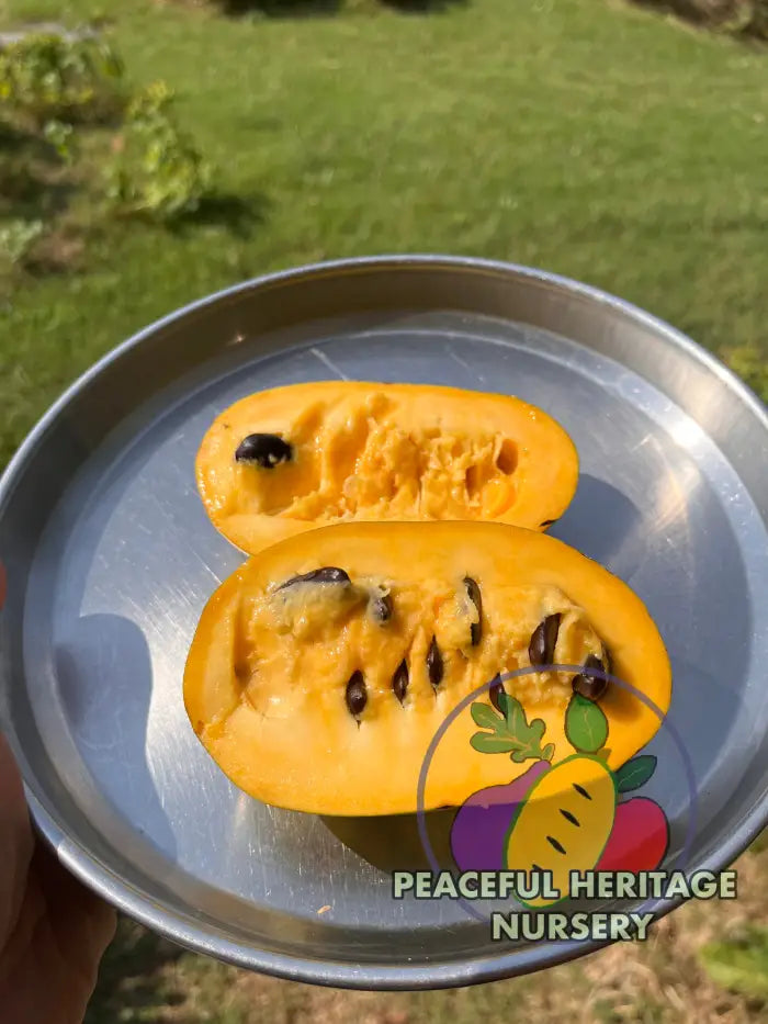PHN Seraphim Pawpaw Tree (R8) - Pawpaw Trees For Sale