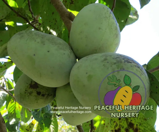 Potomac ® Pawpaw Tree - NATURALLY GROWN SUPREME GRADE 3’ + Pawpaw Trees For Sale