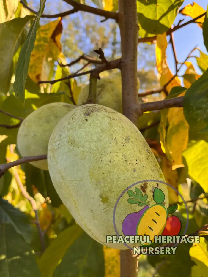 Potomac Pawpaw Tree | Naturally Grown Pawpaw Trees For Sale