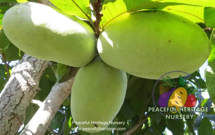 Potomac ® Pawpaw Tree - NATURALLY GROWN Pawpaw Trees For Sale