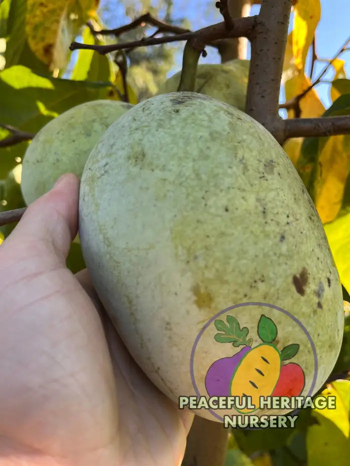 Potomac Pawpaw Tree | Peaceful Heritage Nursery Pawpaw Trees For Sale