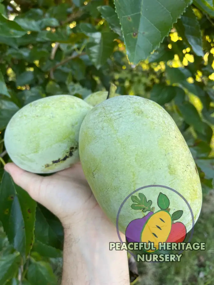 Potomac Pawpaw Tree | Peaceful Heritage Nursery Pawpaw Trees For Sale