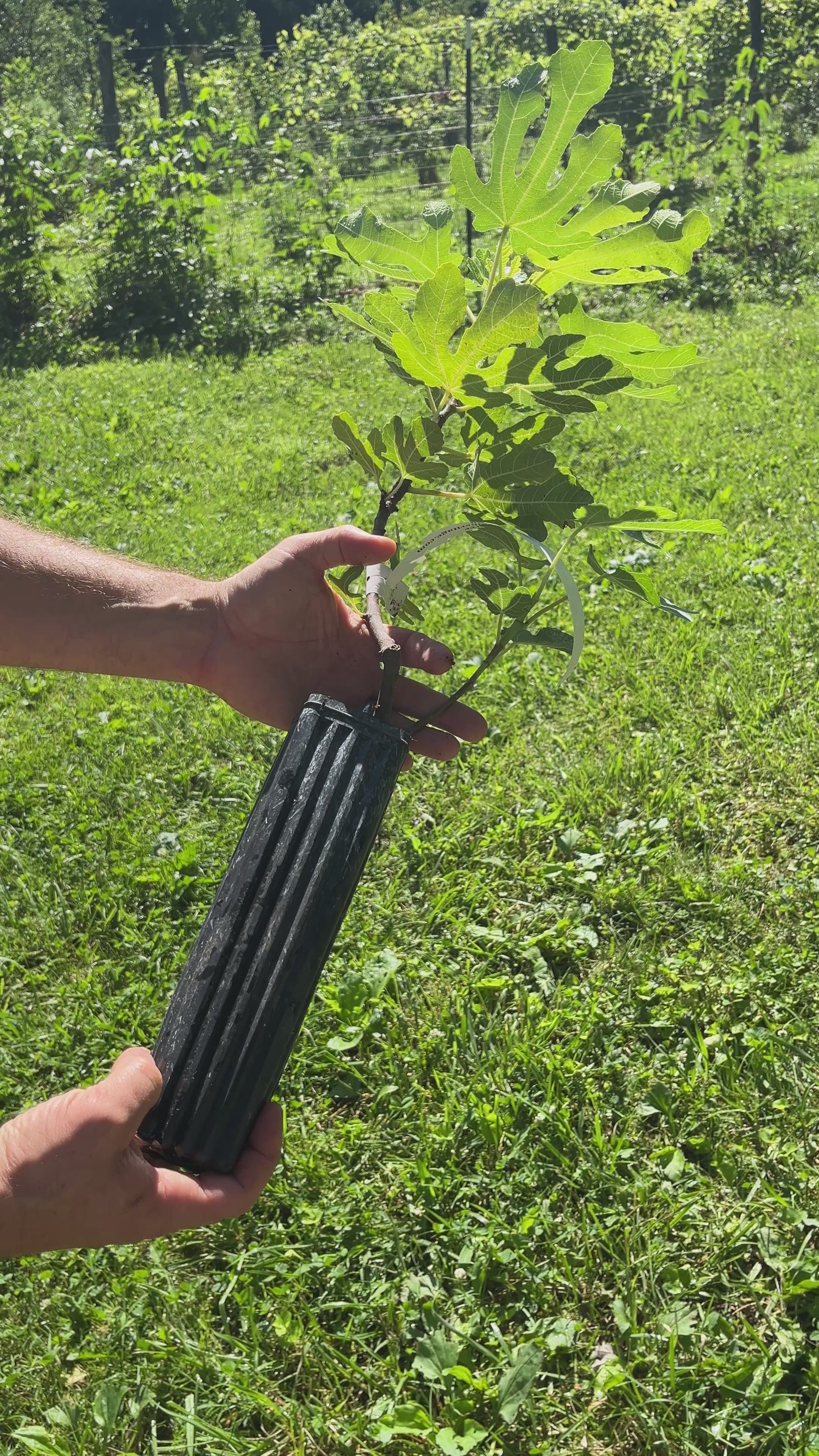 Green Michurinska Fig Tree | Peaceful Heritage Nursery