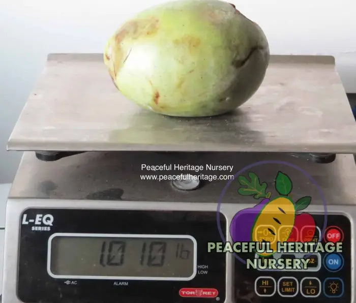 Prima Pawpaw Tree - NATURALLY GROWN Pawpaw Trees For Sale