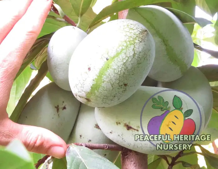 Prima Pawpaw Tree - NATURALLY GROWN Pawpaw Trees For Sale