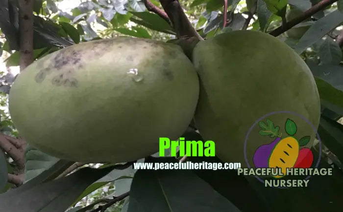 Prima Pawpaw Tree - NATURALLY GROWN Pawpaw Trees For Sale