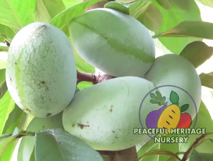 Prima Pawpaw Tree - NATURALLY GROWN Pawpaw Trees For Sale