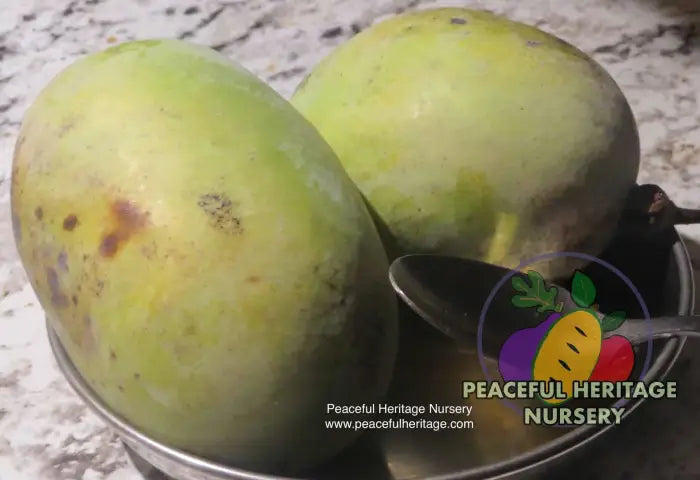 Prima Pawpaw Tree - NATURALLY GROWN Pawpaw Trees For Sale
