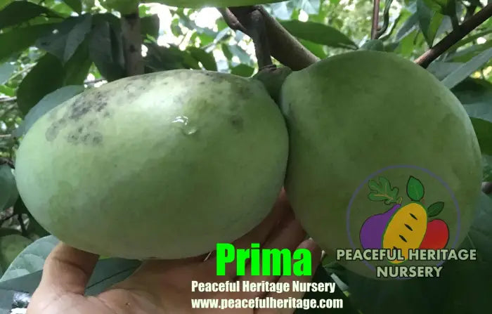 Prima Pawpaw Tree - NATURALLY GROWN Pawpaw Trees For Sale