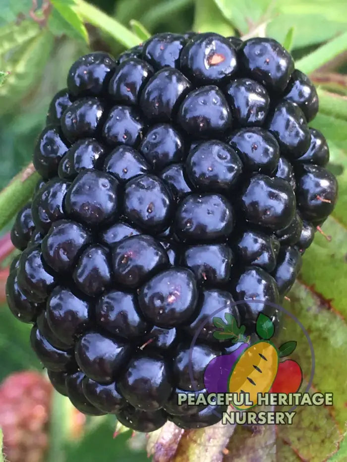 Prime Ark Freedom Blackberry - Bundles