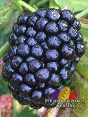 Prime Ark Freedom Blackberry - Bundles
