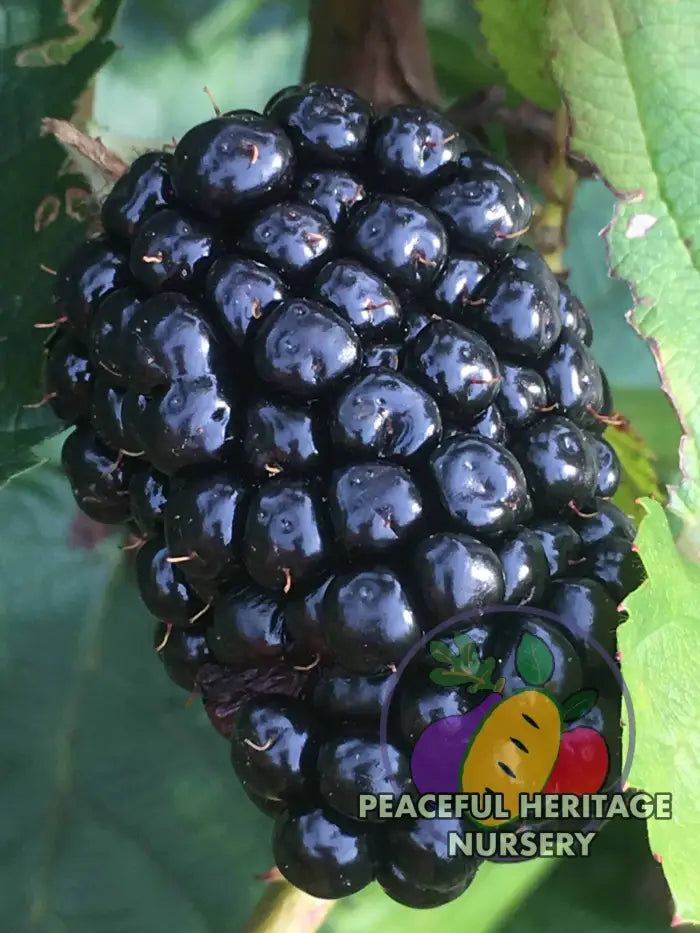 Prime Ark Freedom Blackberry - Bundles Blackberry Plants For Sale