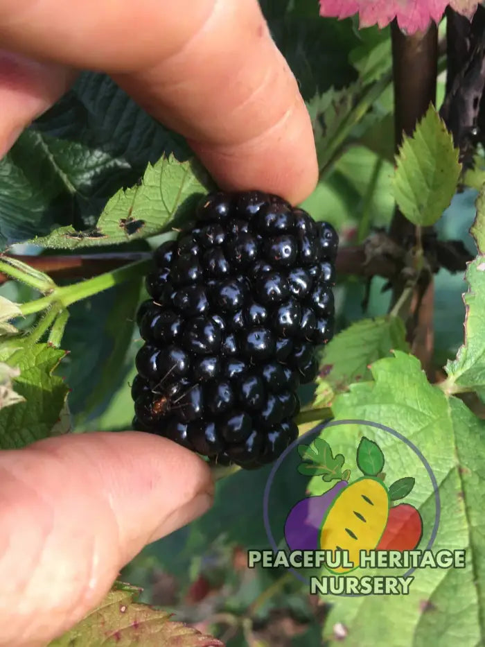 Prime Ark Freedom Blackberry - Bundles Blackberry Plants For Sale