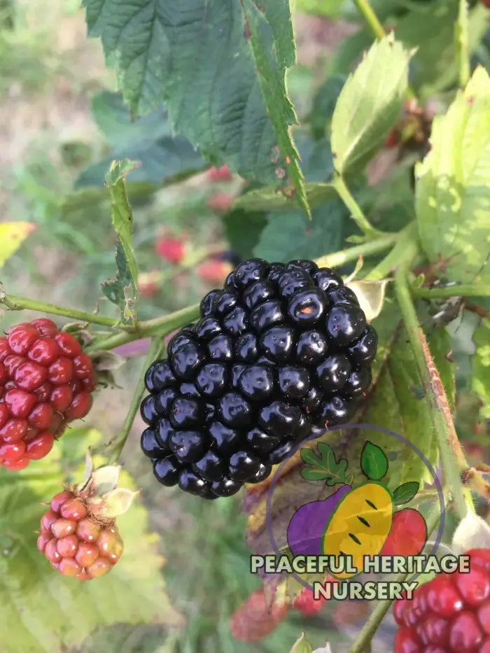 Prime Ark Freedom Blackberry - Bundles Blackberry Plants For Sale