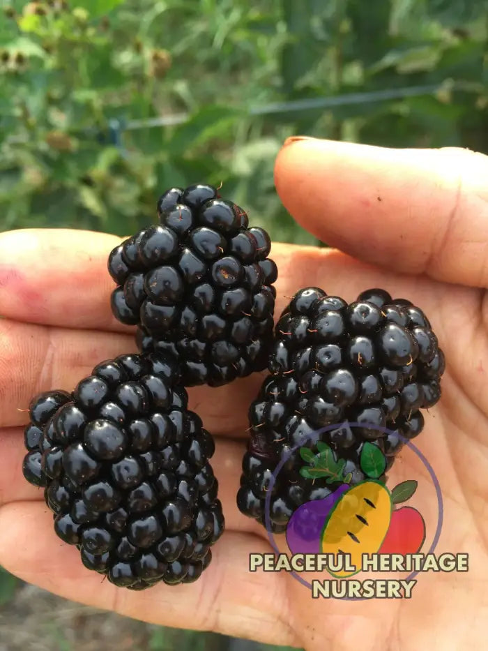 Prime Ark Freedom Blackberry - Bundles Blackberry Plants For Sale