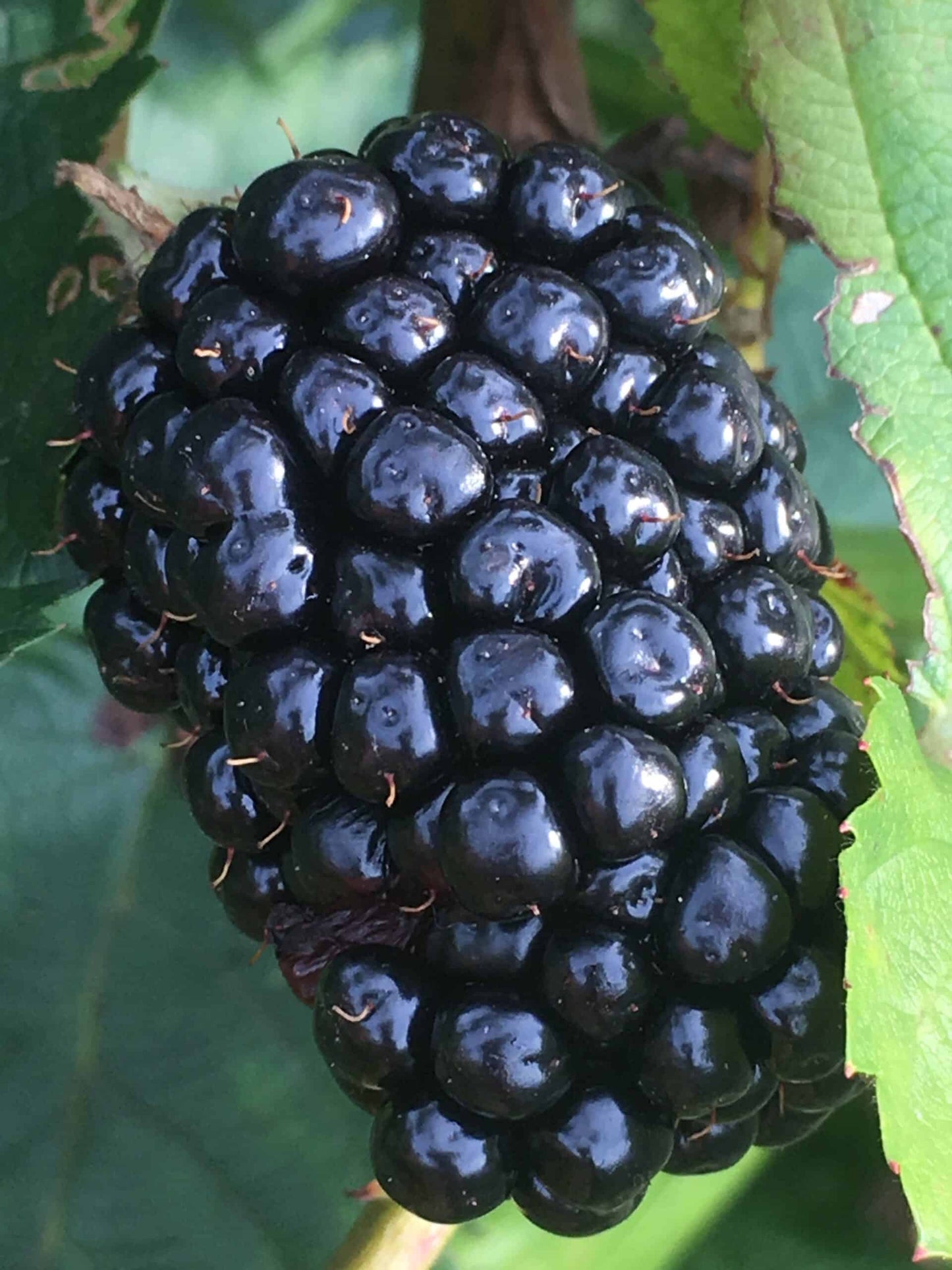 Prime Ark Freedom Blackberry - Bundles
