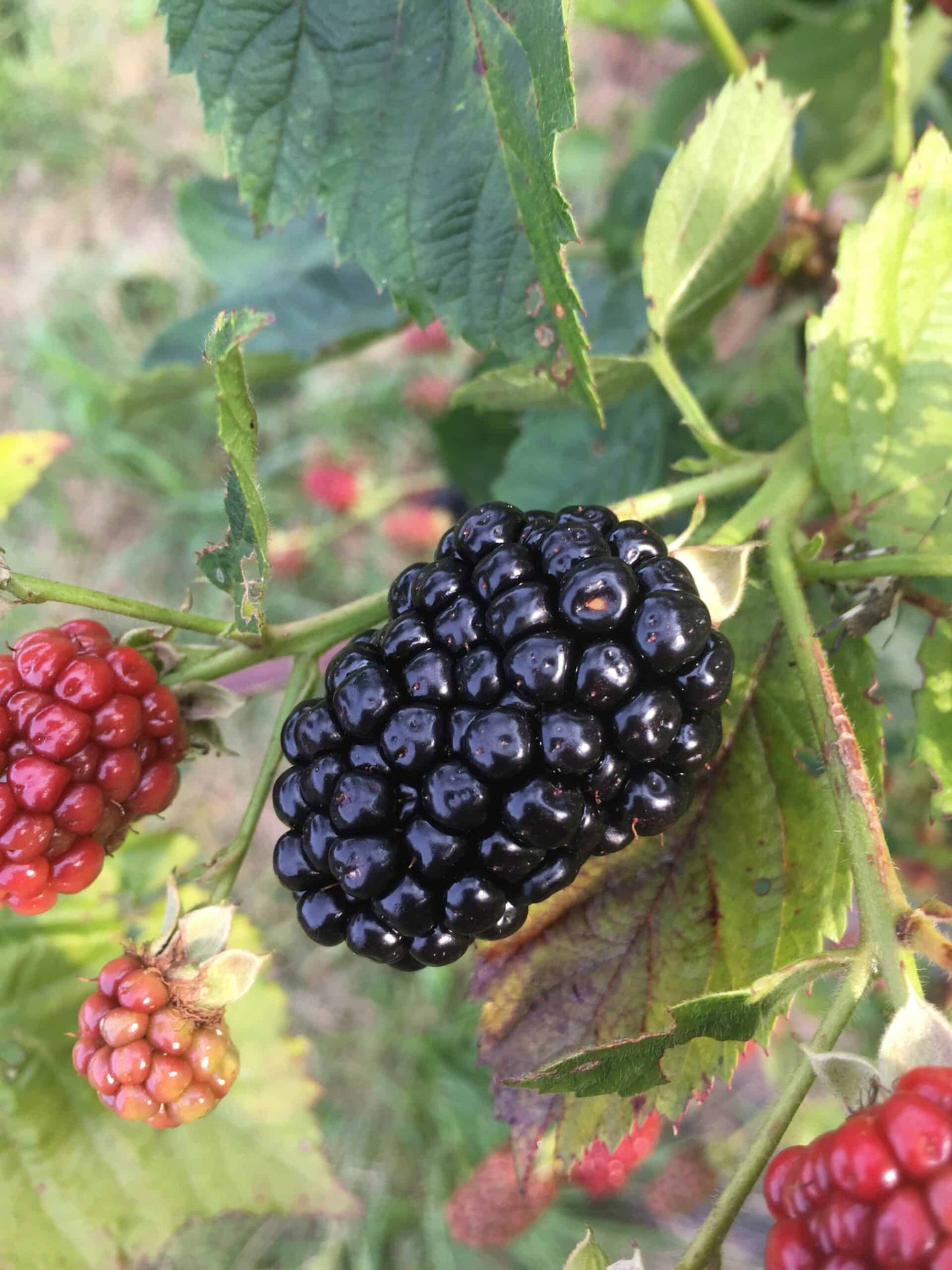 Prime Ark Freedom Blackberry - Bundles