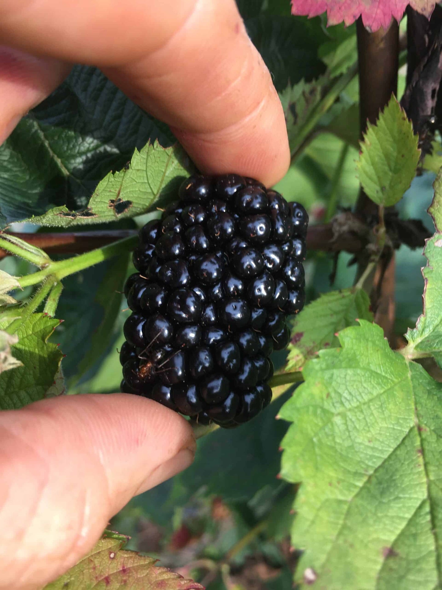 Prime Ark Freedom Blackberry - Bundles