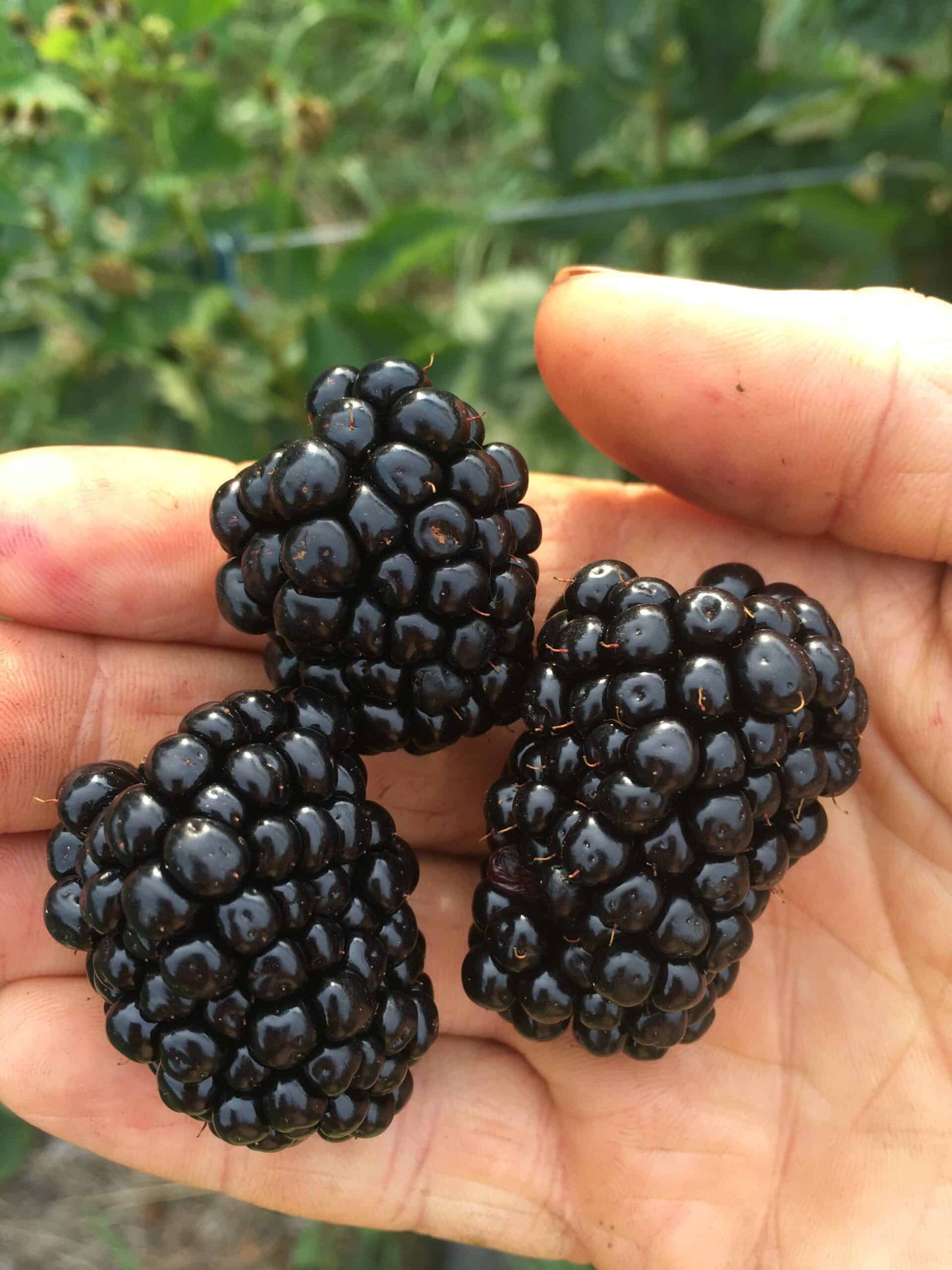 Prime Ark Freedom Blackberry - Bundles